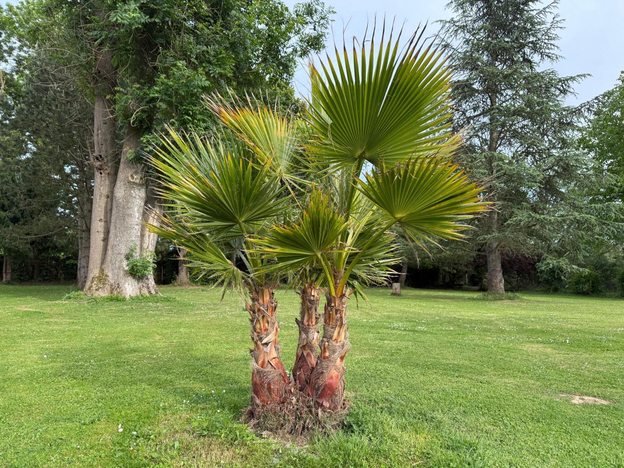 Appartement Familial Au Bord De La Marne, Jardin 8000M2, Piscine, Court De Tennis, Terrasse, Parking Gratuit Proche Disneyland Isles-lès-Villenoy Exterior foto